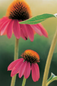 Natural Remedies for Children Image
